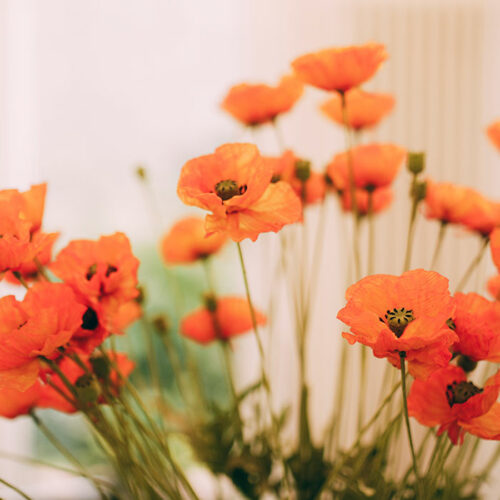 Blumen beim Zahnarzt in Berlin-Spandau.